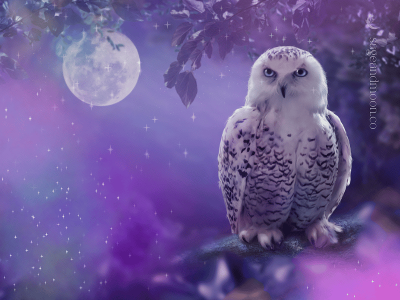 Owl Animal Omen