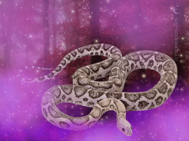 Snake Animal Omen